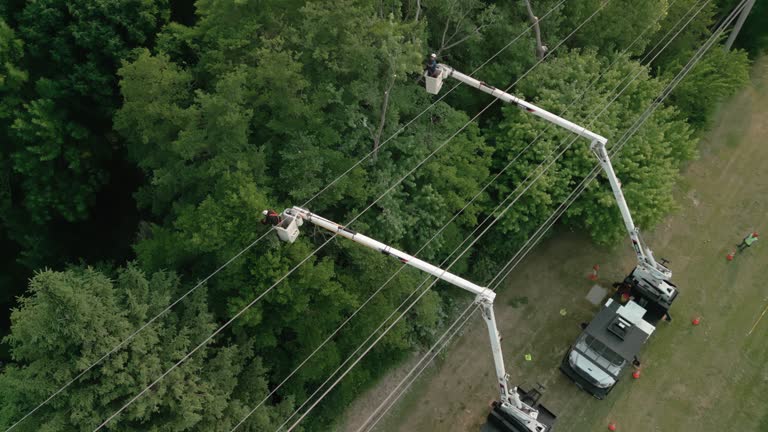  Minnetonka, MN Tree Services Pros